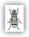 Beetle