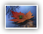 Autumn's Song